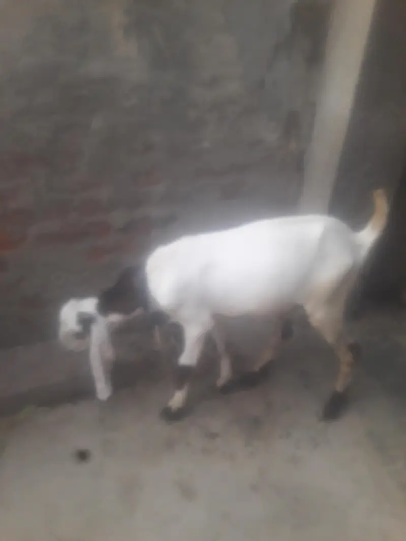 Rajanpuri Ablak Desi bakra WhatsApp 03494630682 — photo 9