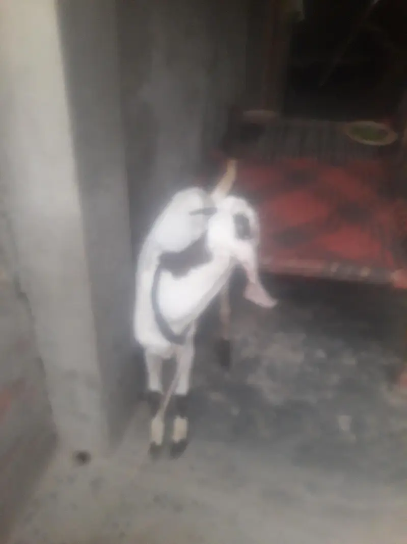 Rajanpuri Ablak Desi bakra WhatsApp 03494630682 — photo 10