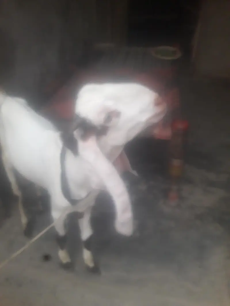 Rajanpuri Ablak Desi bakra WhatsApp 03494630682 — photo 11