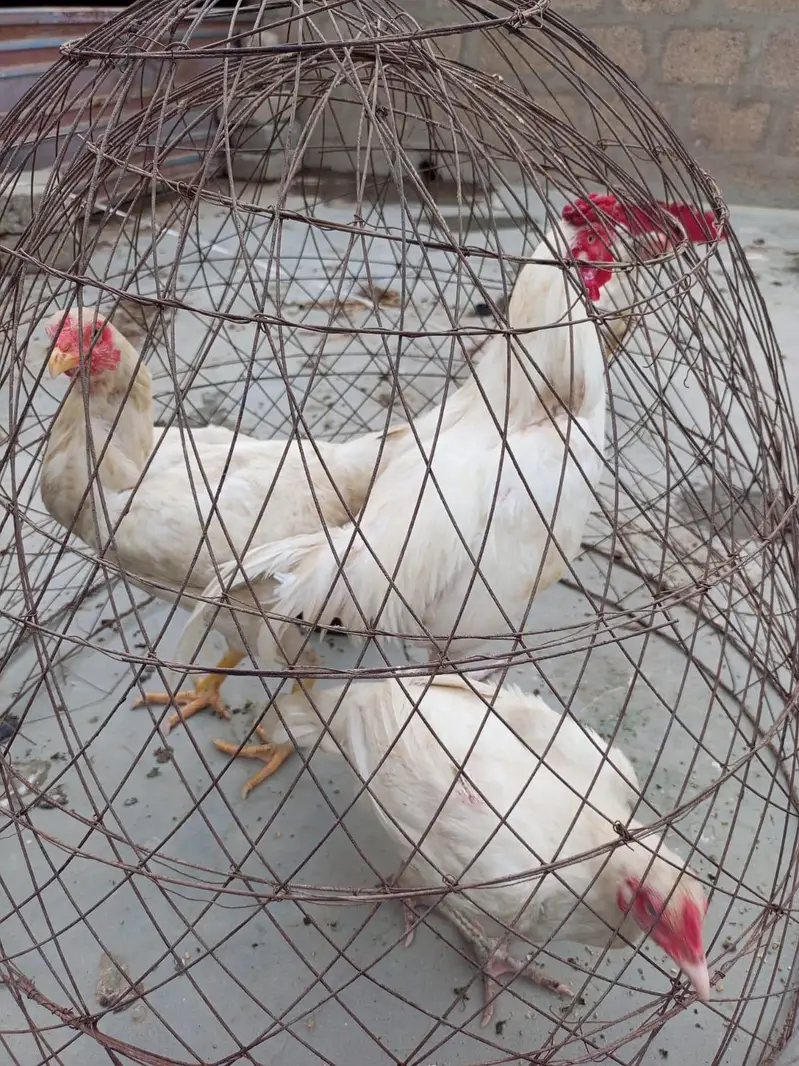 Aseel heera pair — photo 2