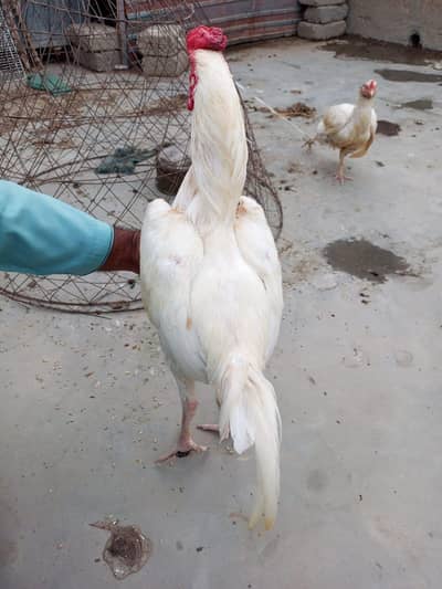 Aseel heera pair