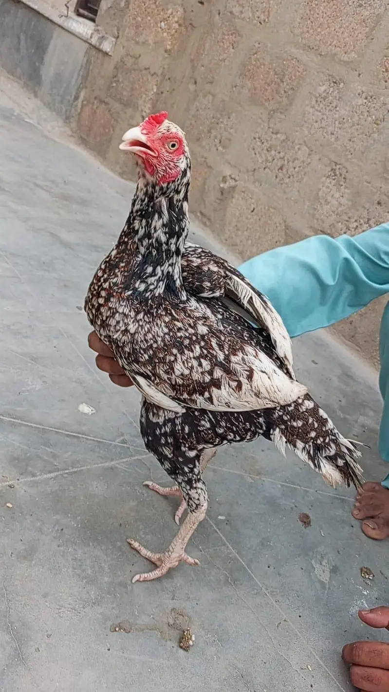 Aseel heera pair — photo 3