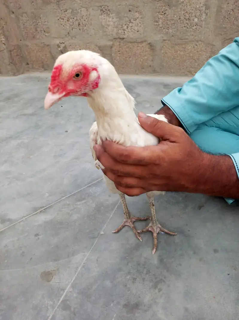 Aseel heera pair — photo 5