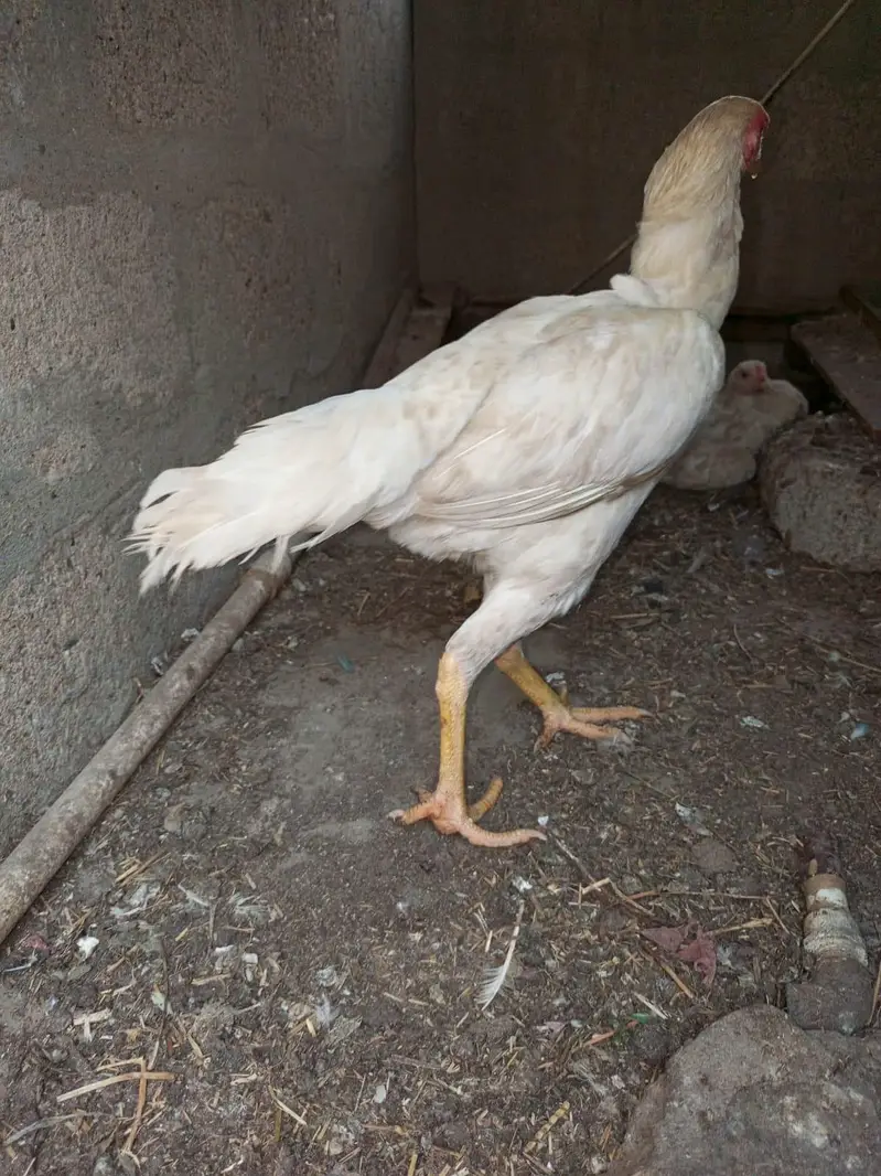 Aseel heera pair — photo 6
