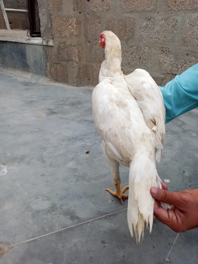 Aseel heera pair — photo 8