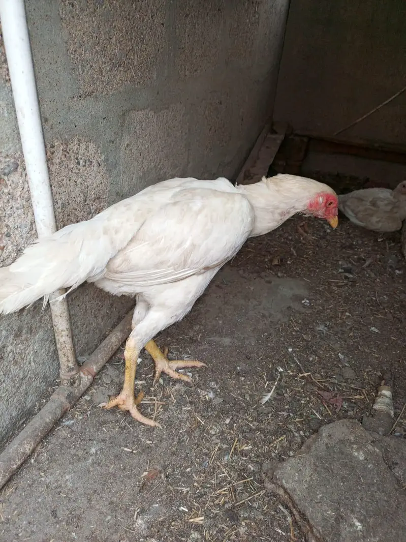 Aseel heera pair — photo 10