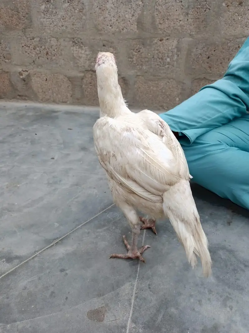 Aseel heera pair — photo 11
