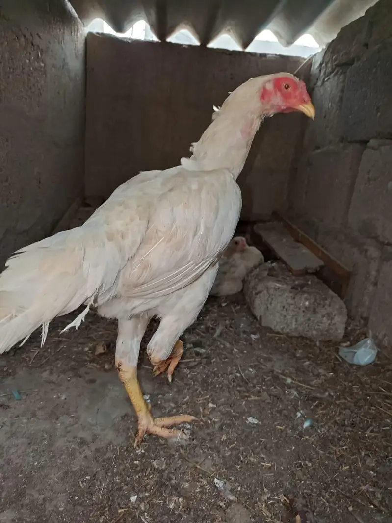 Aseel heera pair — photo 12