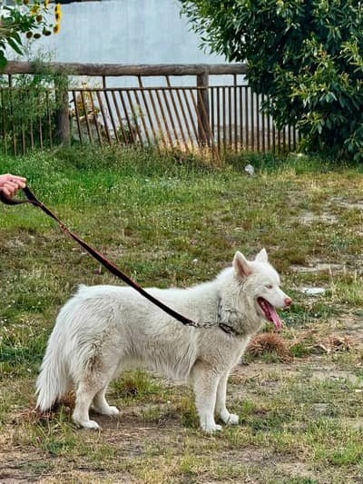 Huksy | Siberian Husky | Wolly Coat White Husky For Sale