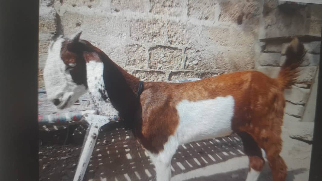 Dumba & Bakra 3