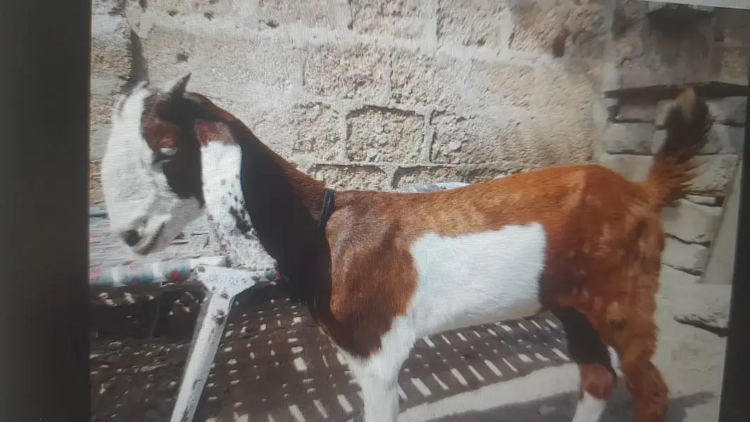 Dumba & Bakri — photo 4