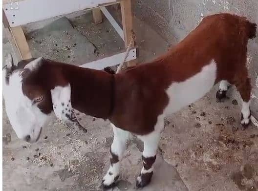 Dumba & Bakra 4