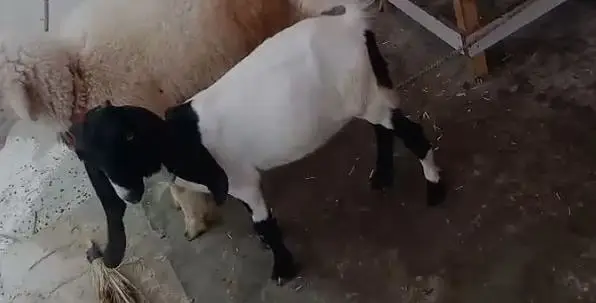 Dumba & Bakri — photo 6