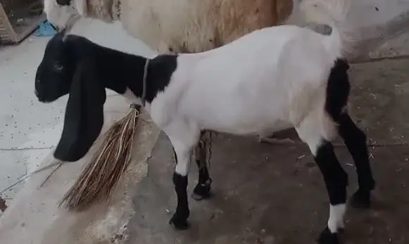 Dumba & Bakri — photo 7