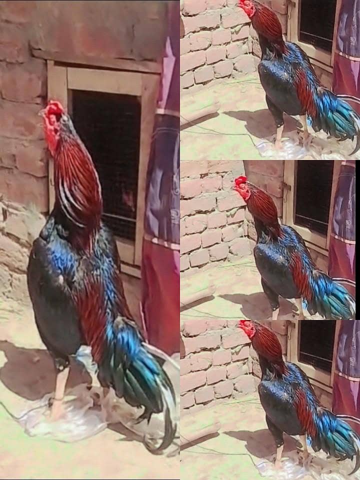 murga 0