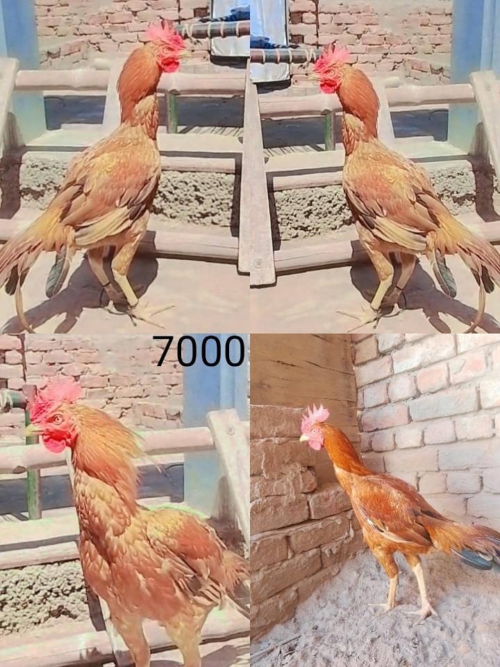 murga 2