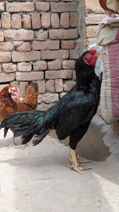 nayaab aseel mianwali