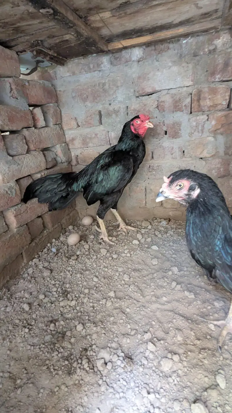 nayaab aseel mianwali — photo 3
