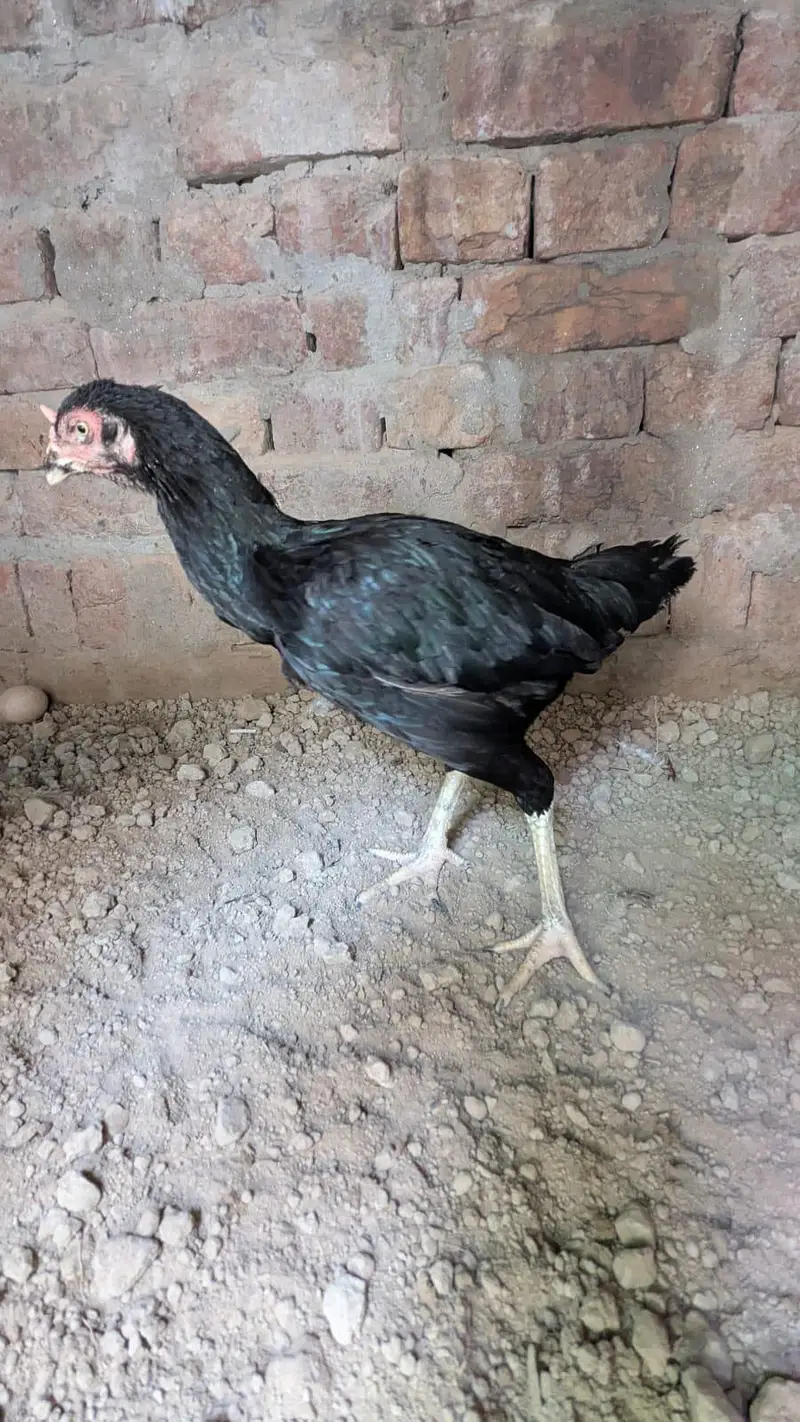 nayaab aseel mianwali — photo 4