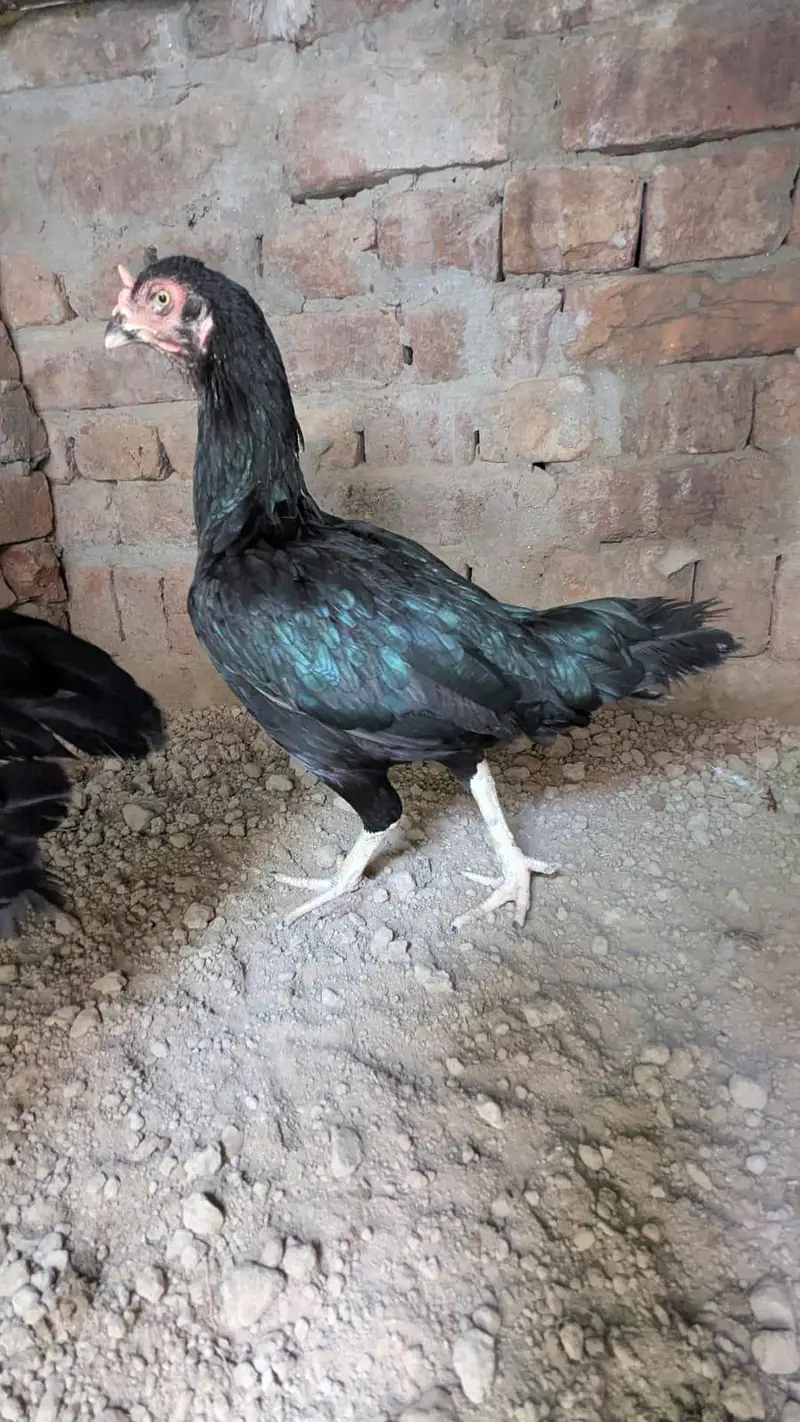 nayaab aseel mianwali — photo 5