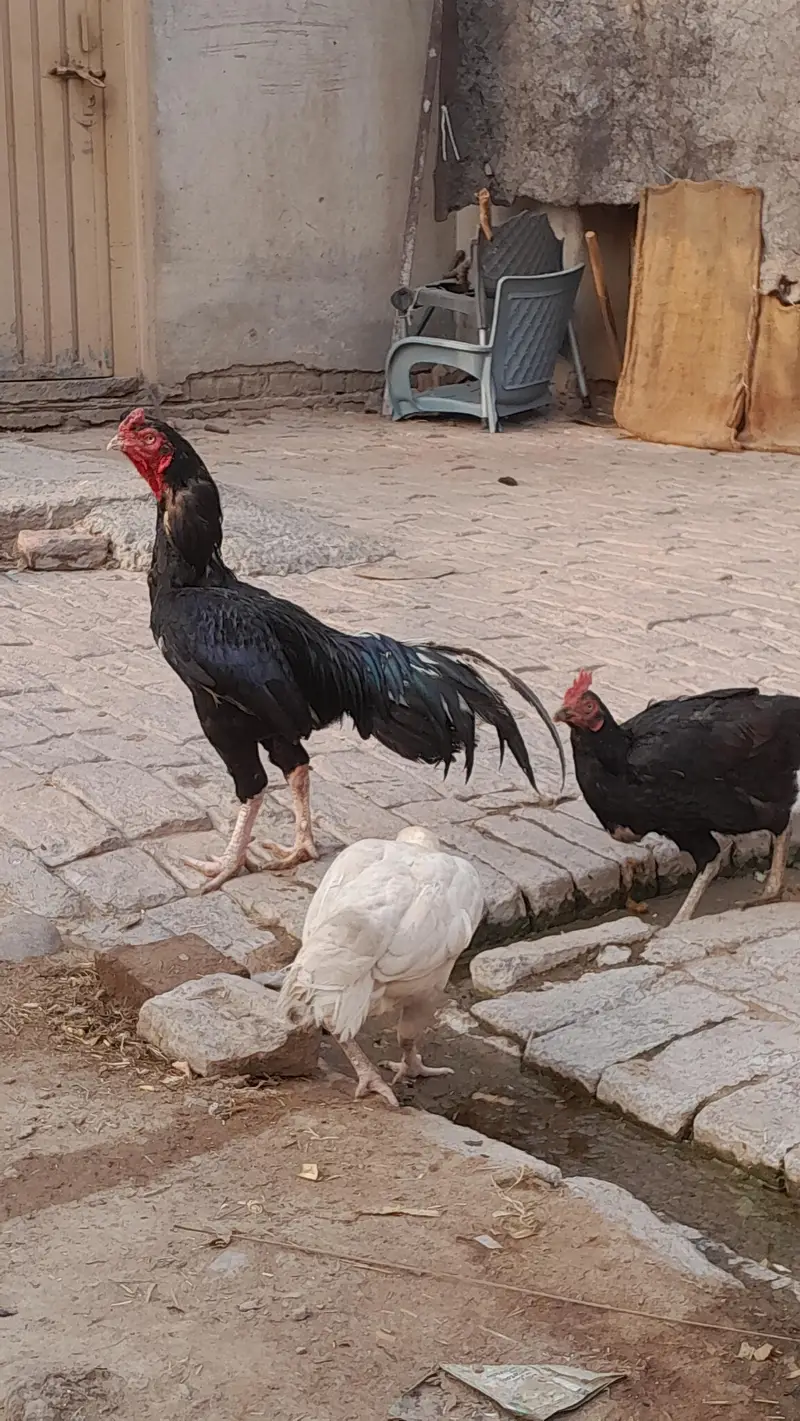 bagam madiya — photo 2