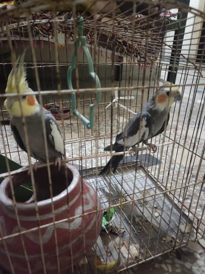 breeder pair of cocktail