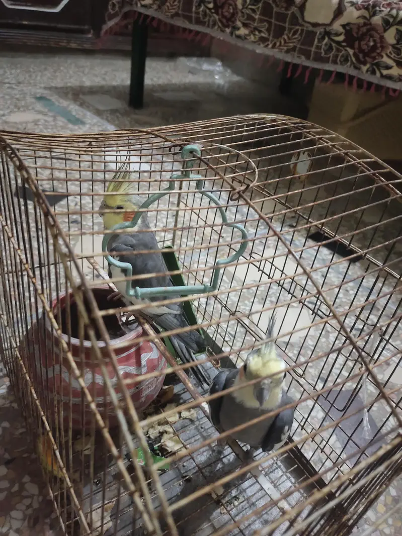 breeder pair of cocktail — photo 3