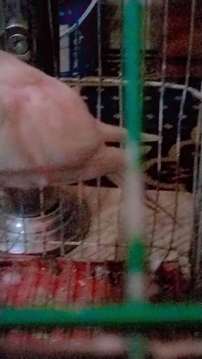 Active Female 10/10 condition contact number 03040604587