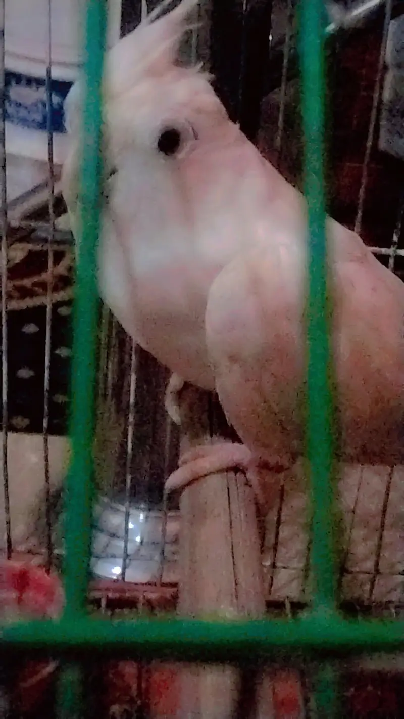 Active Female 10/10 condition contact number 03040604587 — photo 2