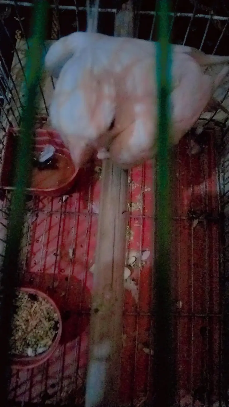 Active Female 10/10 condition contact number 03040604587 — photo 3