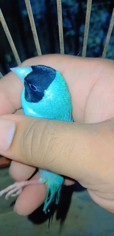 Blue Goldin Black head purple chest pair sale Bolta ha hand tamed tha