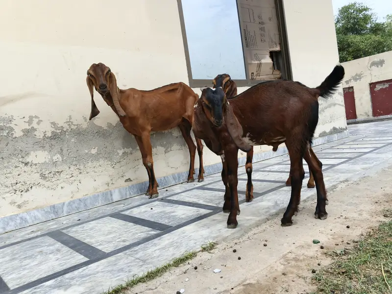 Desi Bakri — photo 2