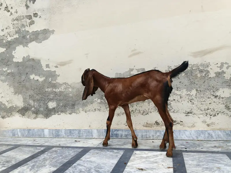 Desi Bakri — photo 3