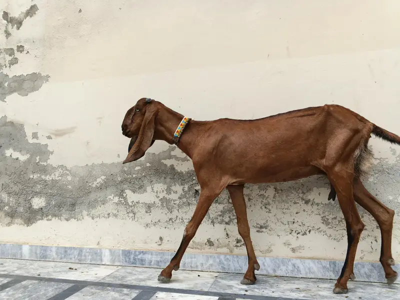 Desi Bakri — photo 4