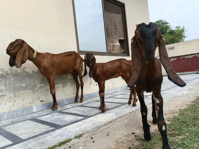 Desi Bakri — photo 5