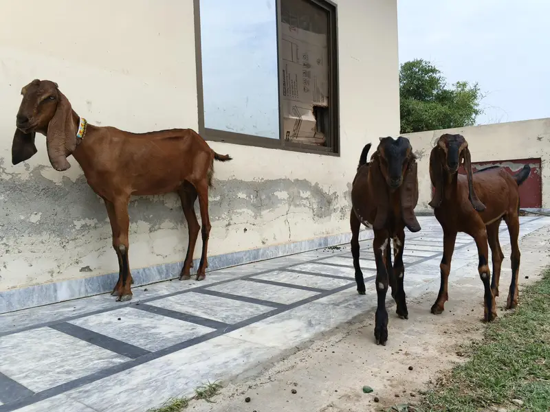 Desi Bakri — photo 6