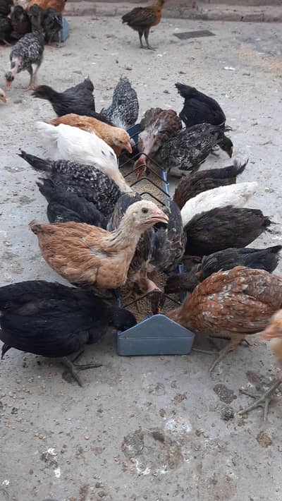 Golden Misri chozy fully Vaccination