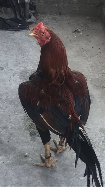 Mianwali Aseel murga for sale kar na ha 03149928979