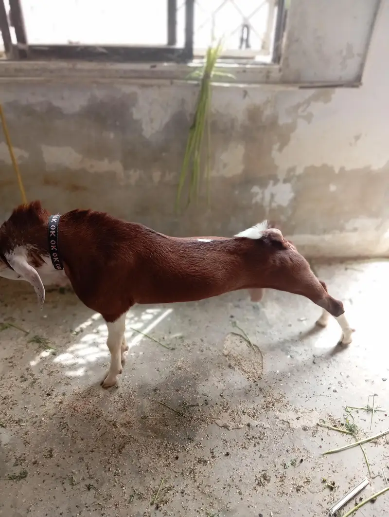 5 Months Breeder — photo 2