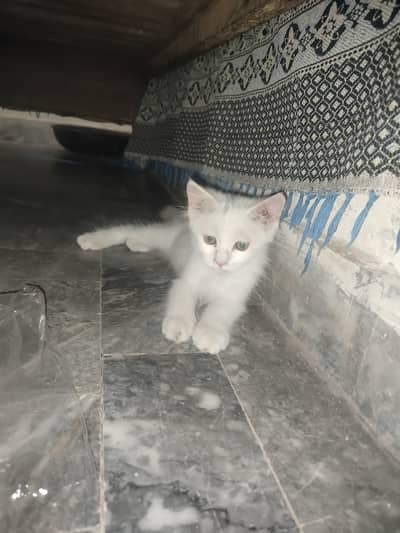 Fully vaccinated white triple coated cat very friendly