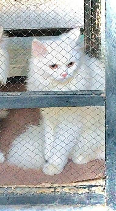 Persian Female Cat available for sale WhatsApp 03065552120