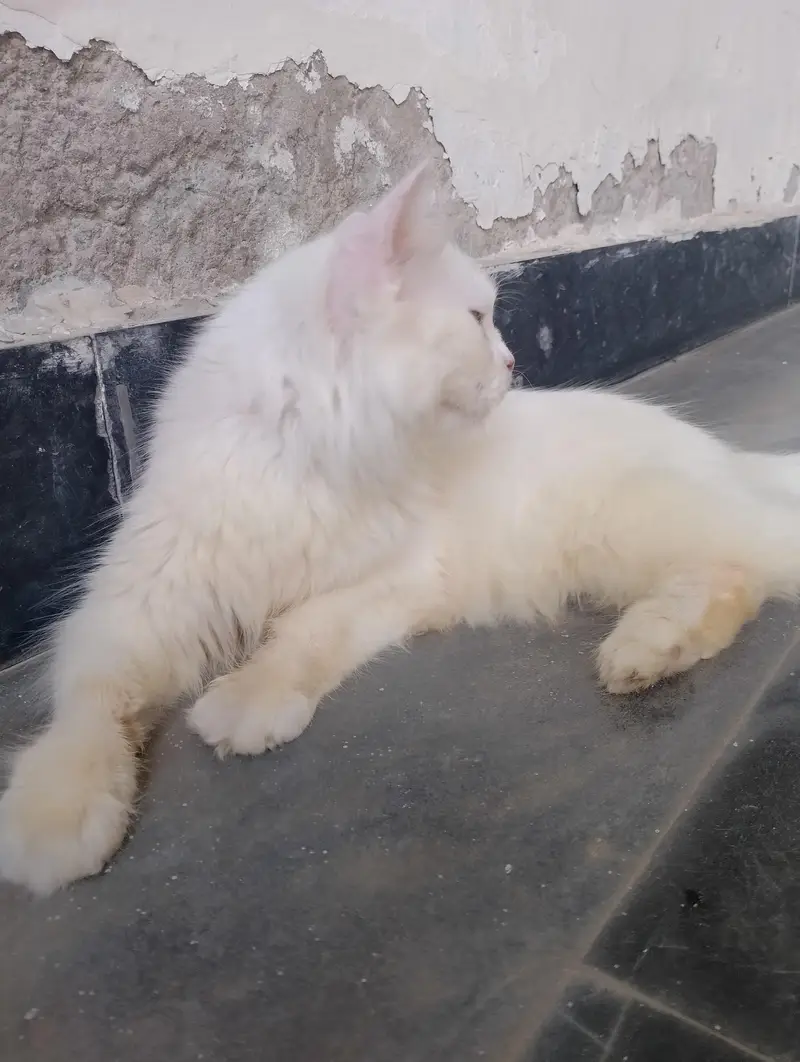 Persian Female Cat available for sale WhatsApp 03065552120 — photo 2