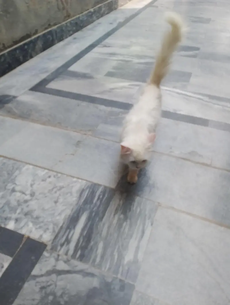 Persian Female Cat available for sale WhatsApp 03065552120 — photo 3