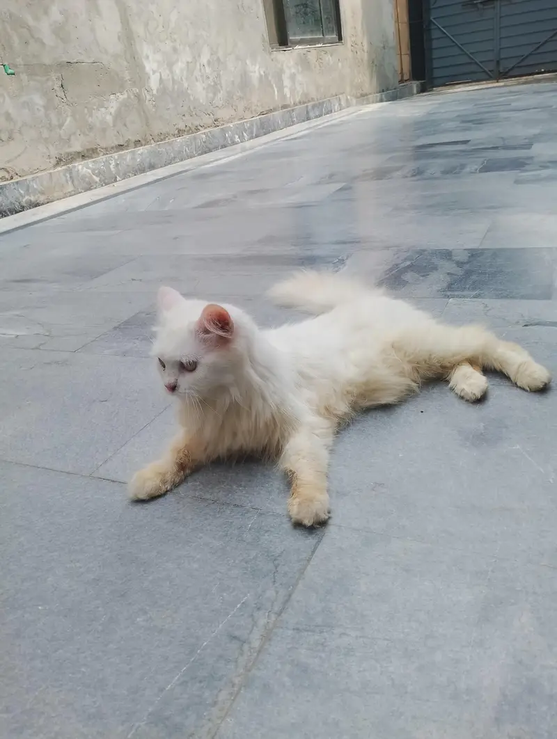 Persian Female Cat available for sale WhatsApp 03065552120 — photo 4