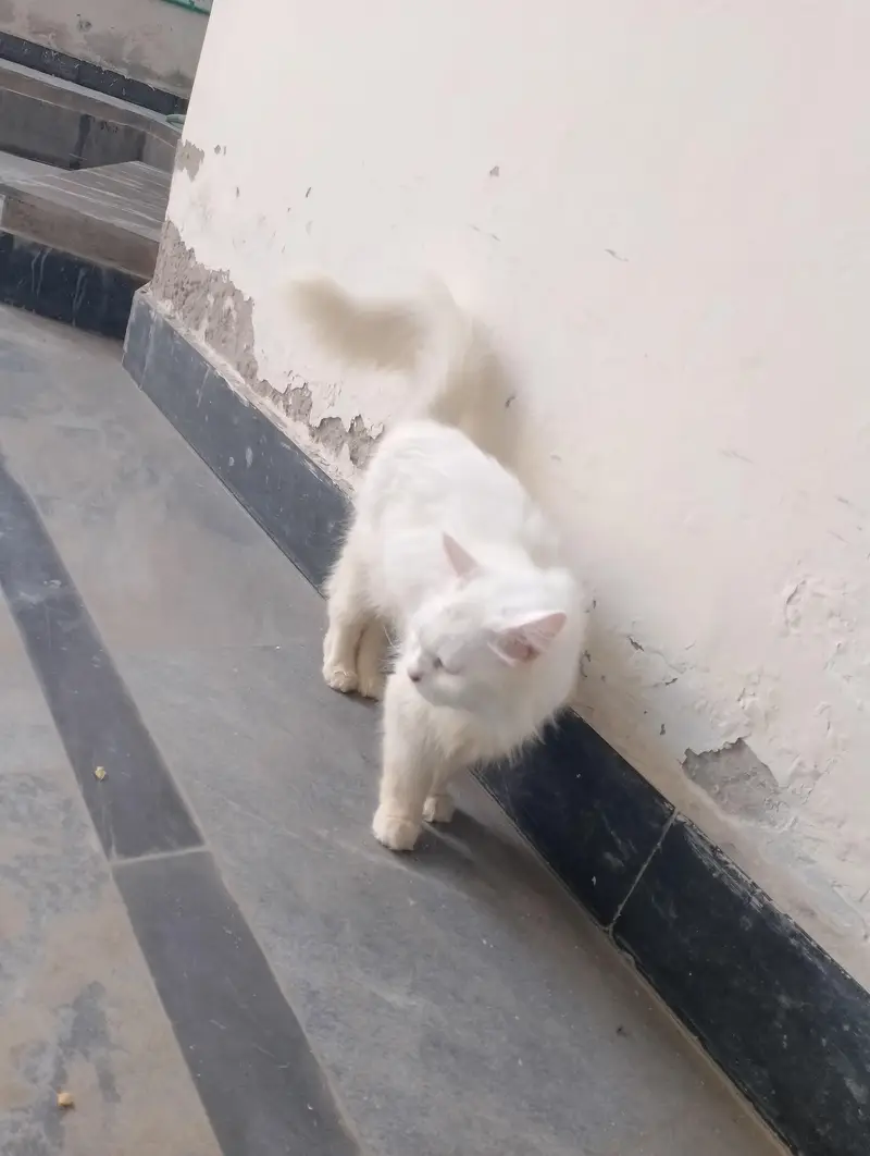 Persian Female Cat available for sale WhatsApp 03065552120 — photo 5