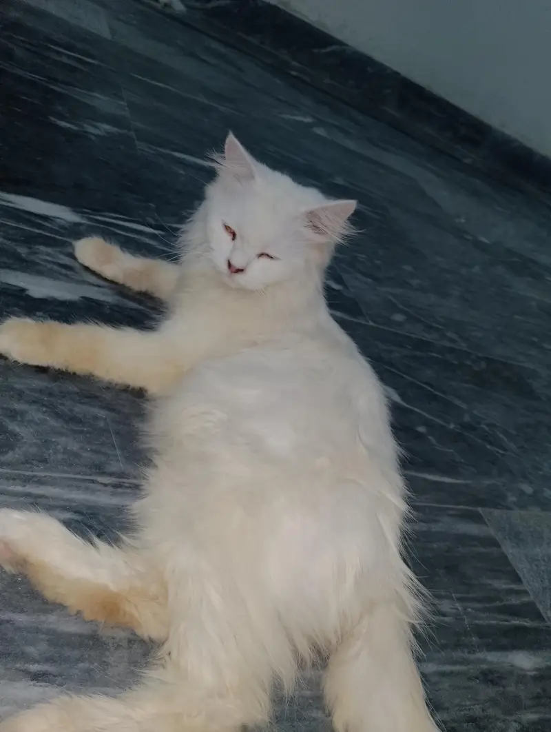 Persian Female Cat available for sale WhatsApp 03065552120 — photo 6