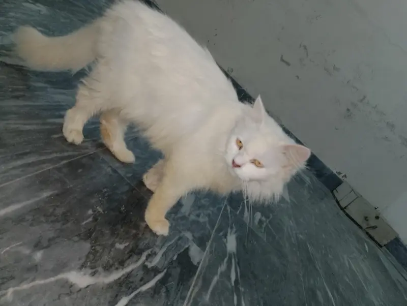 Persian Female Cat available for sale WhatsApp 03065552120 — photo 7