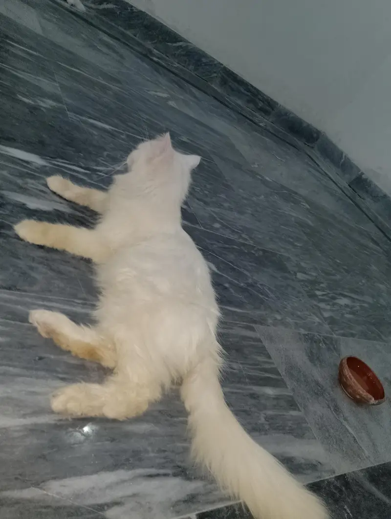Persian Female Cat available for sale WhatsApp 03065552120 — photo 8