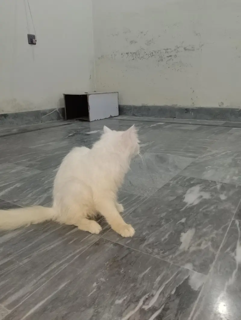 Persian Female Cat available for sale WhatsApp 03065552120 — photo 9