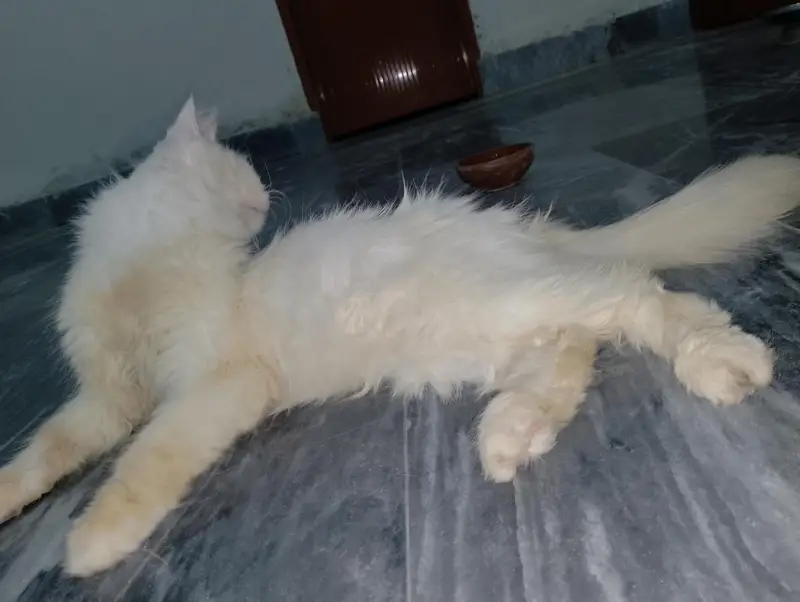 Persian Female Cat available for sale WhatsApp 03065552120 — photo 10